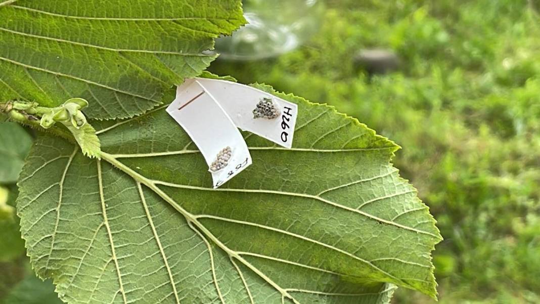 Karadeniz'in bazı kentlerinde alarm verildi: Samuraylar devrede! 20